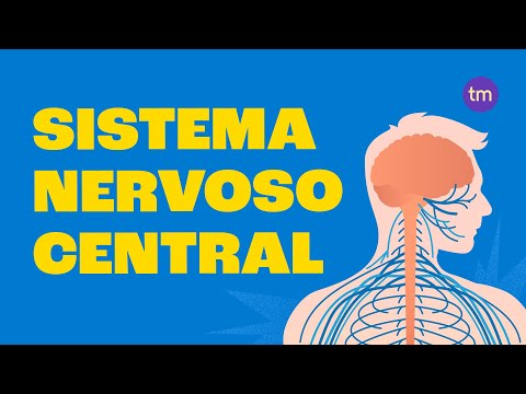 Como funciona o Sistema Nervoso Central?