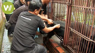 Gefangene Bären aus Käfigen befreit - Rettungsaktion in Vietnam