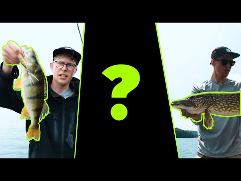 Topwater (BARSCHE!) | Schaffen wir das Triple?!?