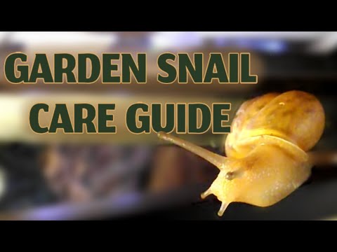 Garden Snail Care Guide 2023 // In Depth