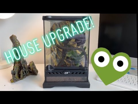 Lola’s (Giant Asian Mantis) house upgrade!