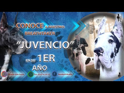 CONOCE  NUESTRO JUVENCIO!! EN SUS PRIMEROS MESES DE VIDA!!! Este perro promete mucho!!!