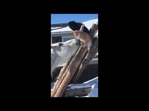Curious Horse Tries to Befriend Nervous Cat at Manitoba Stables