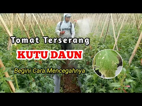 , title : 'Mencegah kutu daun pada tanaman tomat | Budidaya Tomat apel'