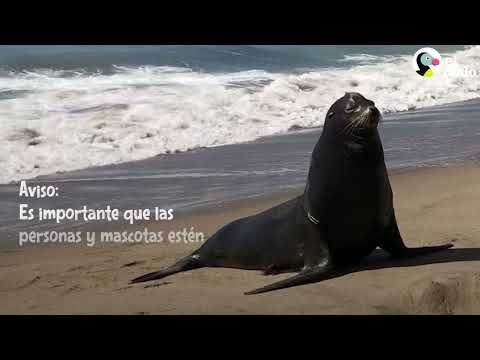 Wild sea lion visits his best friend dog every day | The Dodo