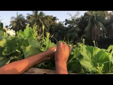 লাউ এর হাত পরাগায়ন ‍Artificial (Hand) Pollination of Bottle gourd