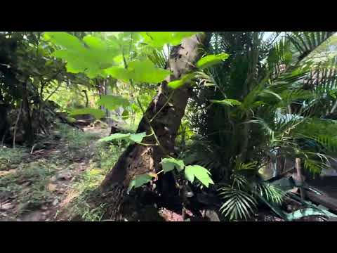 3 parcelas en venta san isidro cabañas 