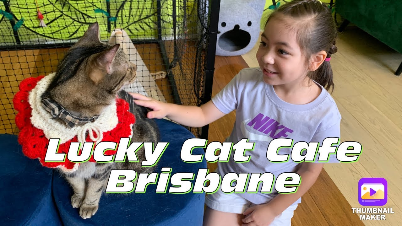 Experience a virtual tour into Lucky Cat Cafe.