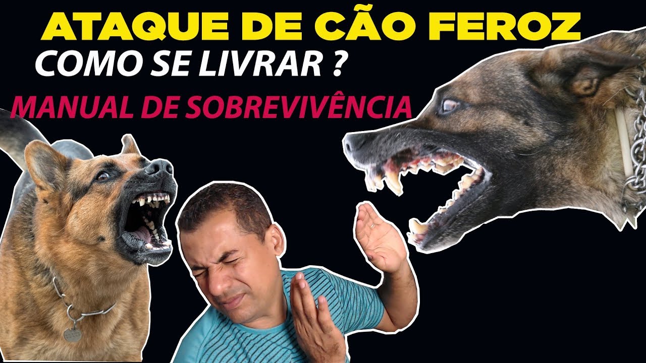 ATAQUE DE CÃO FEROZ - COMO SE LIVRAR