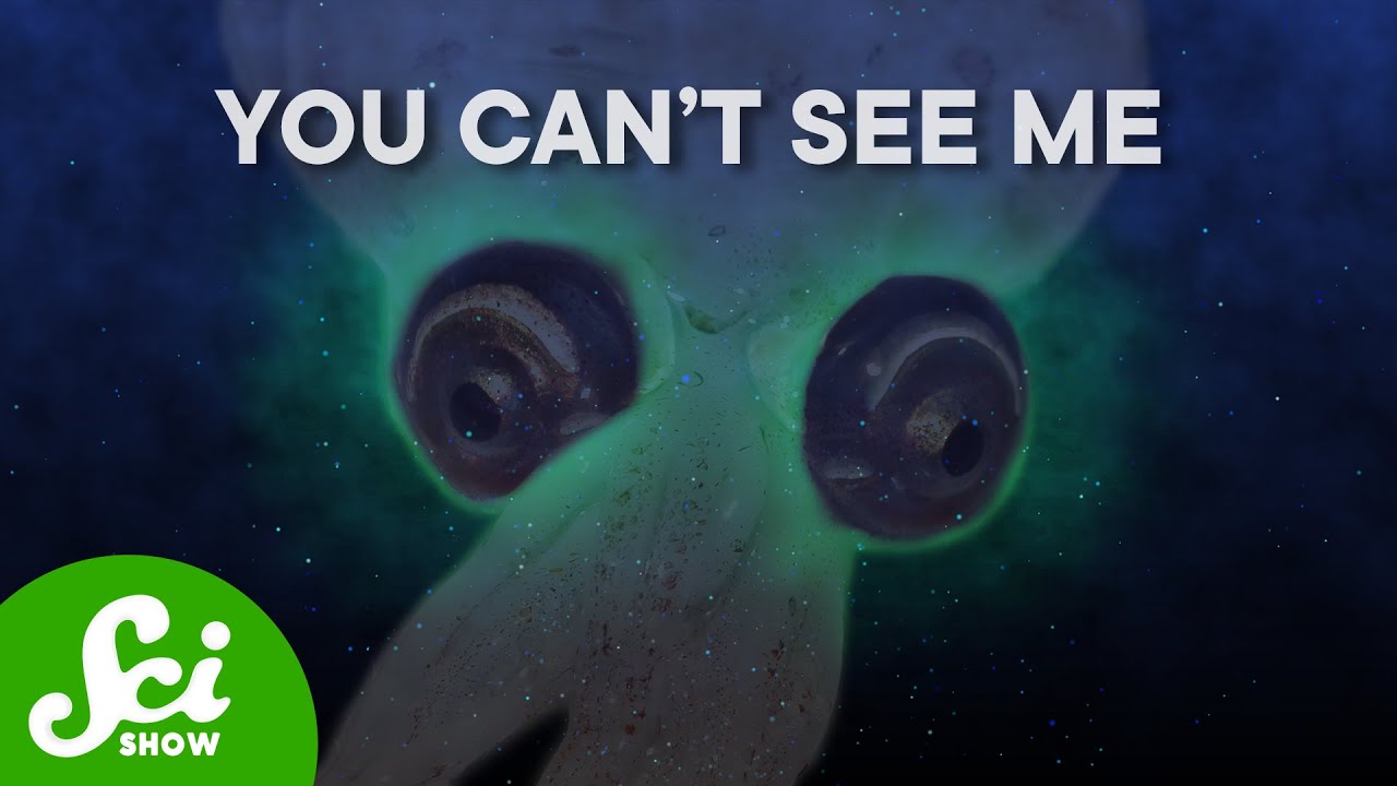 This Squid Glows… To Make Itself Invisible
