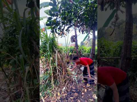 My minigarden and mini farm. Peaceful place. #rumahsederhana #garden #gardening #minigarden #nature