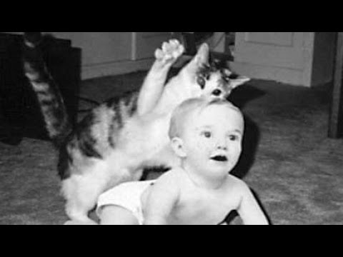 SAVAGE CAT - CAT ATTACKING BABIES FUNNY COMPILATION...