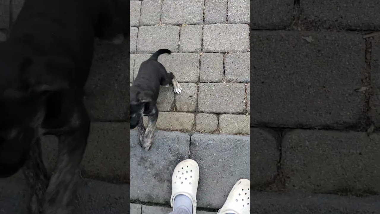 Enlarge Fred, an adopted mixed breed in Blairstown, NJ video 6/6