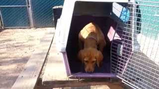How To Crate Train A Labrador Puppy. Call For A FREE Demo 805-400-8309