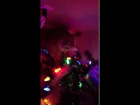 Cat eats christmas light bulb