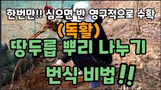 (땅두릅)딱!한번만 심으면 반 영구적으로 수확할수 있는 땅두릅 뿌리번식 비법! #독활 #땅두릅 #뿌리번식 #…