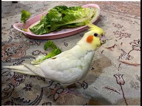 Nazgol                                             طوطی عروس