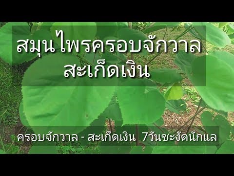 เท้ารักษาโรคสะเก็ดเงิน Biotherapy ในโรคสะเก็ดเงิน