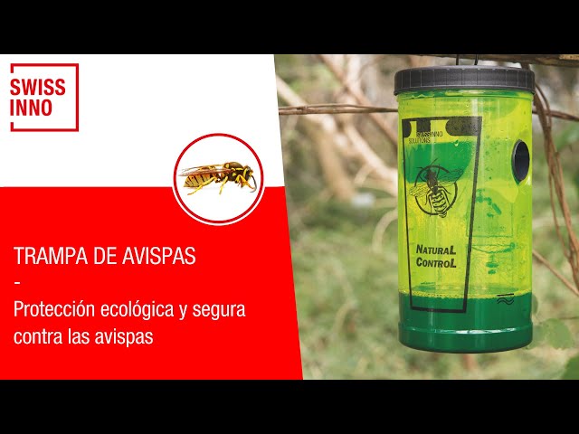 Vídeo relacionado con SWISSINNO Cebo para trampa de avispas - Fabricado con ingredientes alimentarios sin productos químicos tóxicos, respetuoso con el medio ambiente, Set de 2