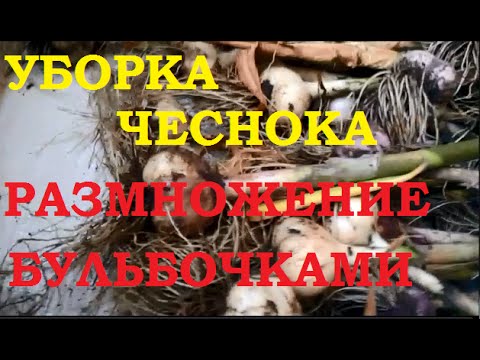 Уборка чеснока и размножение бульбочками.