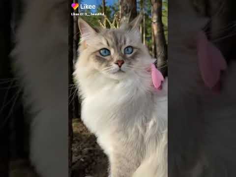 شو هل كياتي