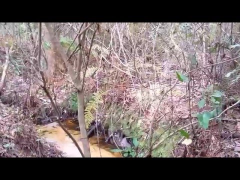 Hiking Little Manatee River State Park Pt.1