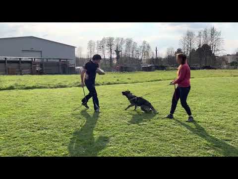 Koeniga z Jukasu - protection - 6,5 months