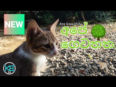 KANISHKA B YOUTUBE 24 | APE GEWATHTHA | HD VIDEO | NEW VIDEO 2024