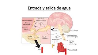 Control de la volemia y la osmolalidad - Digestivo, Renal y Endócrino