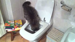 preview picture of video 'Incredibile, gatto la fa nella tazza del WC (Brignano Gera d'Adda)'