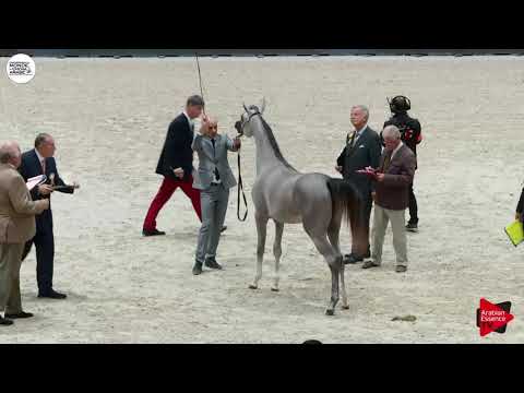 N.6 DURRAH ALSAYED - Paris 2018 - Yearling Fillies (Class CM 1A)