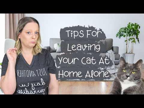 Tips For Leaving Your Cat At Home Alone