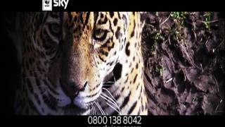 Adopt A Jaguar WWF Sky Rainforest Rescue