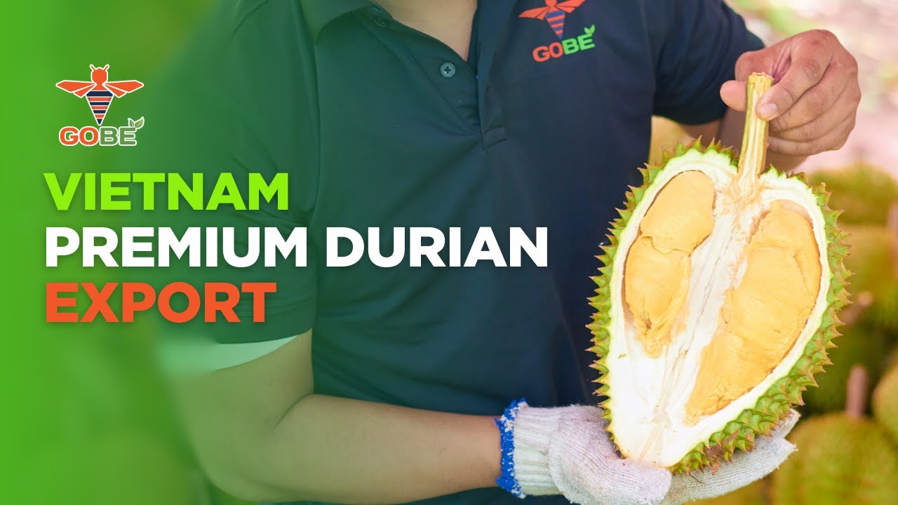 GoBe Premium Durian | Export Processing & Diverse Packaging Options