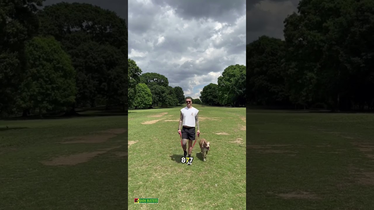 Video preview image for See How We Help Atlanta Dog Owners Solve Behavior Problems