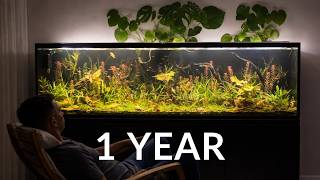 I Built a Natural Underwater Jungle — No Filter, No Water Changes, No CO₂, No Fertilizer