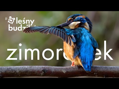 Leśny Budzik - Zimorodek