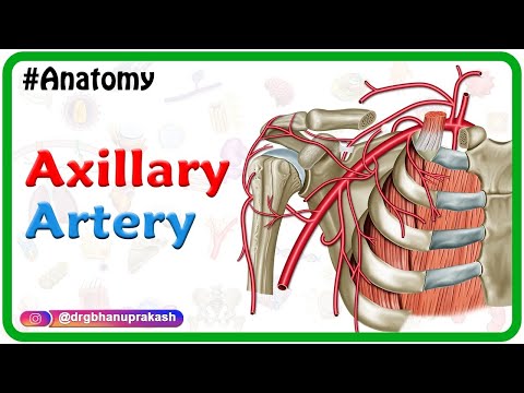 Axillary artery Anatomy Animation: Course﻿, Branches, ﻿Relations and Clinical anatomy - Usmle review