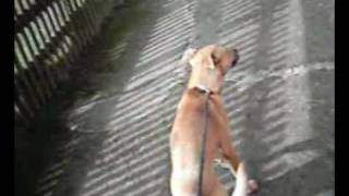 22nd Feb 2009  CROSS BREED/small-med/tan/male