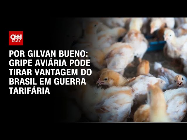 Análise: Gripe aviária pode tirar vantagem competitiva do Brasil em guerra tarifária | LIVE CNN