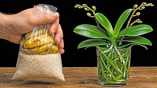Just Rice & Banana! Orchids Grow Strong Roots and Bloom in Water.