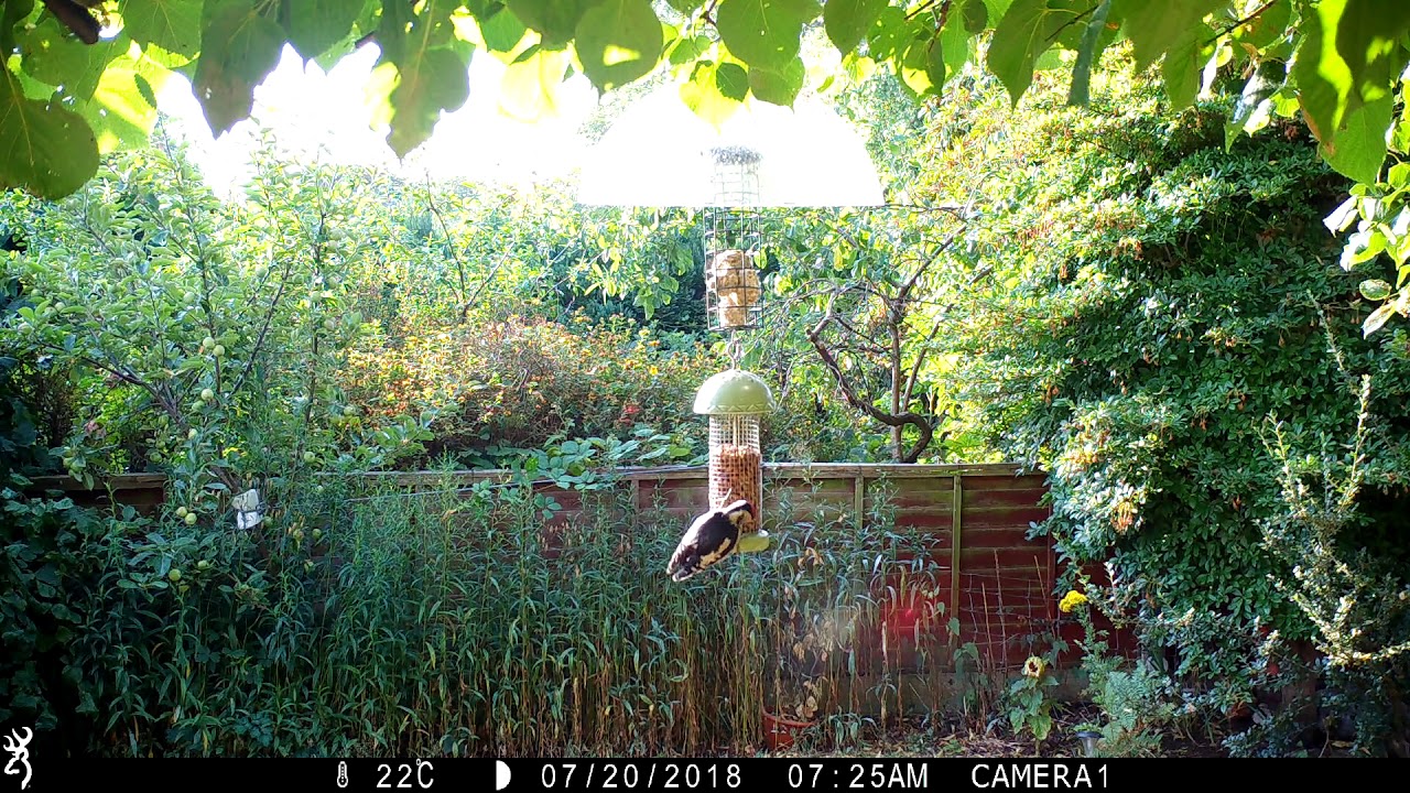 Woodpecker, Blue Tits and Great Tits on Birdfeeder ST5 8ED IMG 0103