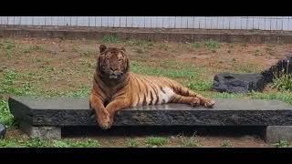 빗소리가 좋아 #호랑이 #tiger #뱅골호랑이 #호세 #동물원 #zoo #달성공원