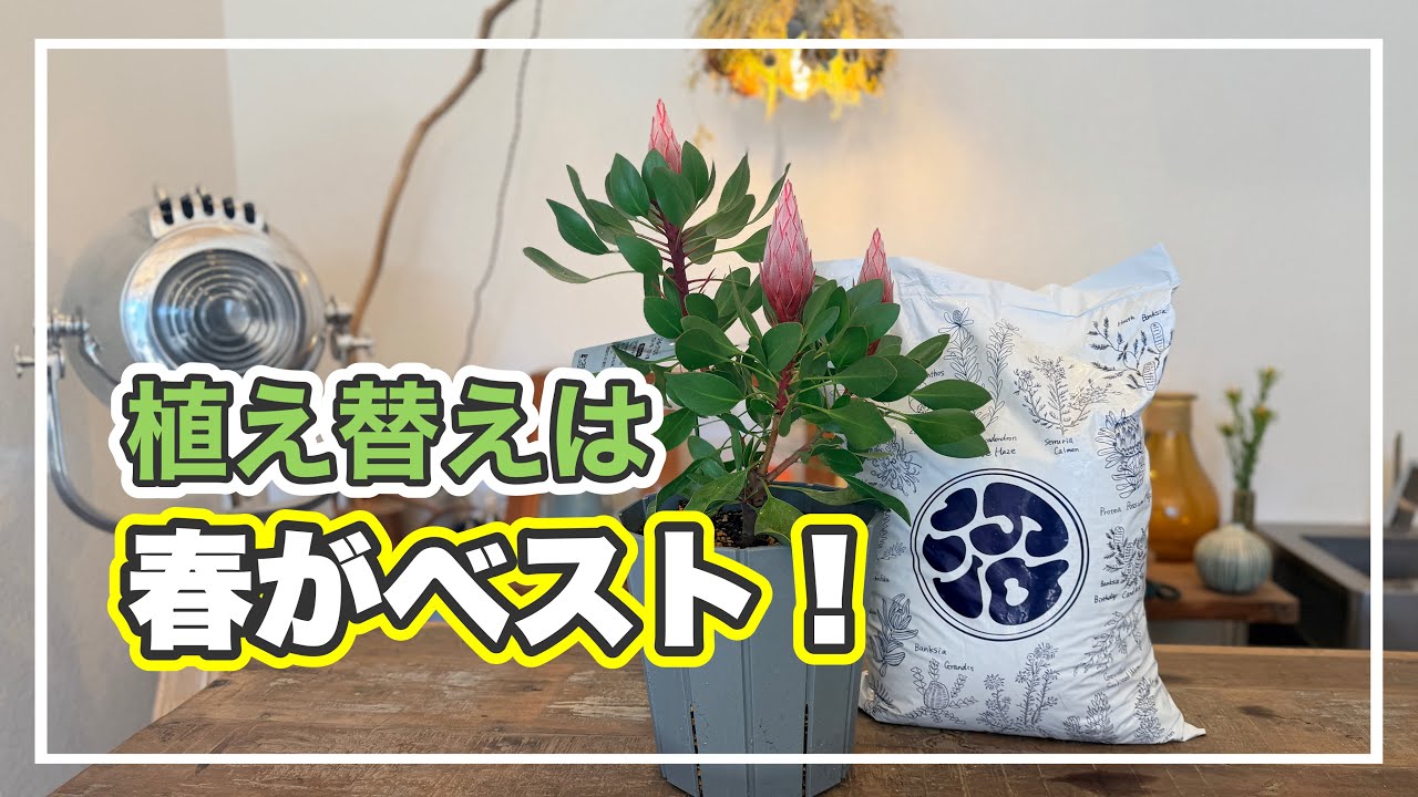 ベストシーズン到来！オージープランツの植え替え【オージープランツ】