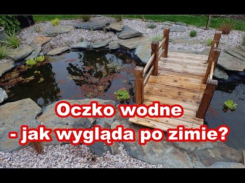 Oczko wodne w ogrodzie. Jak wygląda nasze po zimie? - zobaczcie!