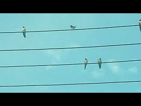 Comlosul Mic 10.06.2018