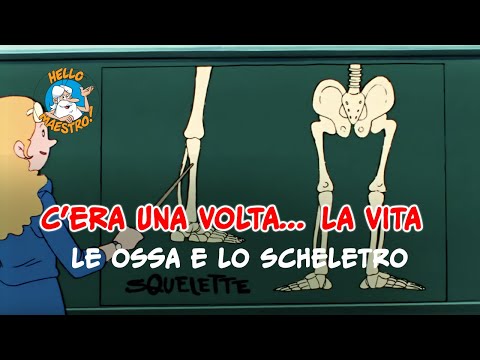 Siamo fatti così... la vita 🌱- Le ossa e lo scheletro 🦴