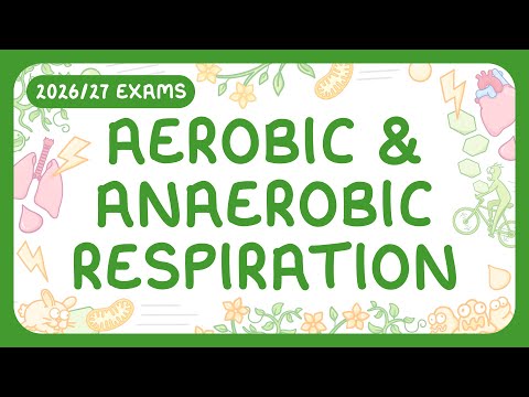 Aerobic & Anaerobic Respiration