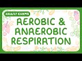 GCSE Biology Aerobic Anaerobic Respiration 2026 27 Exams