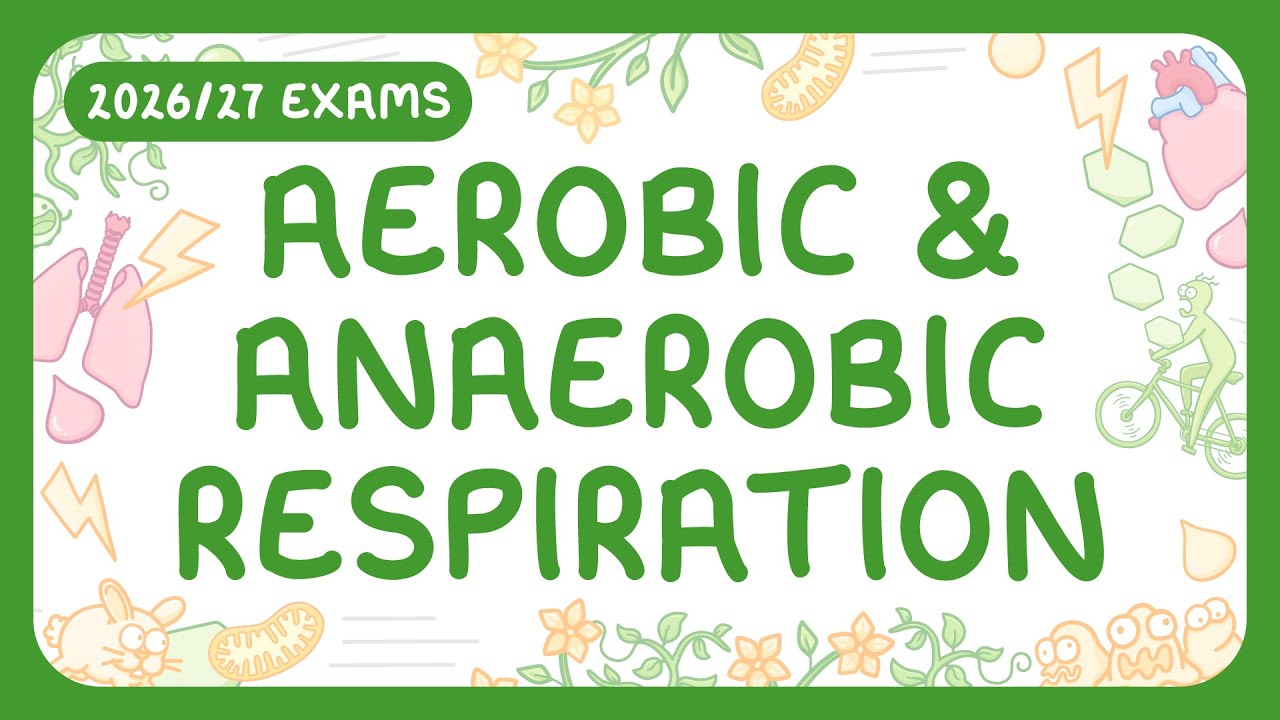 GCSE Biology - Aerobic & Anaerobic respiration